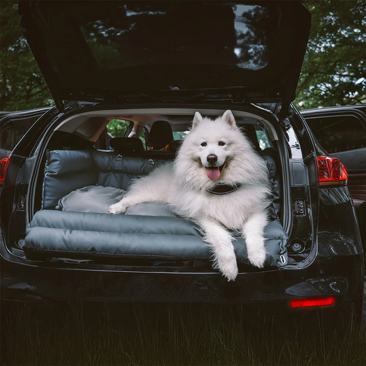 The Complete Guide to Road Tripping With Your Dog