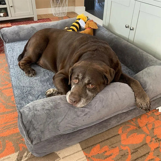 Large dog lying flat on the orthopedic foam mattress